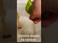 пивасик домашний