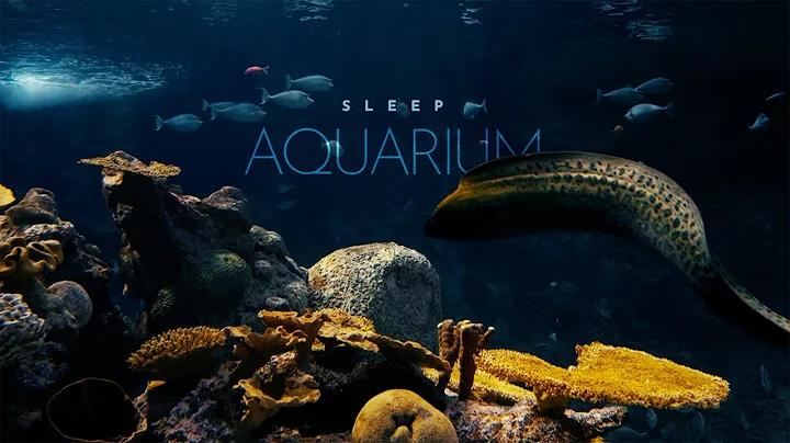 Sleep Aquarium • no music • Underwater Soundscape ASMR thumbnail
