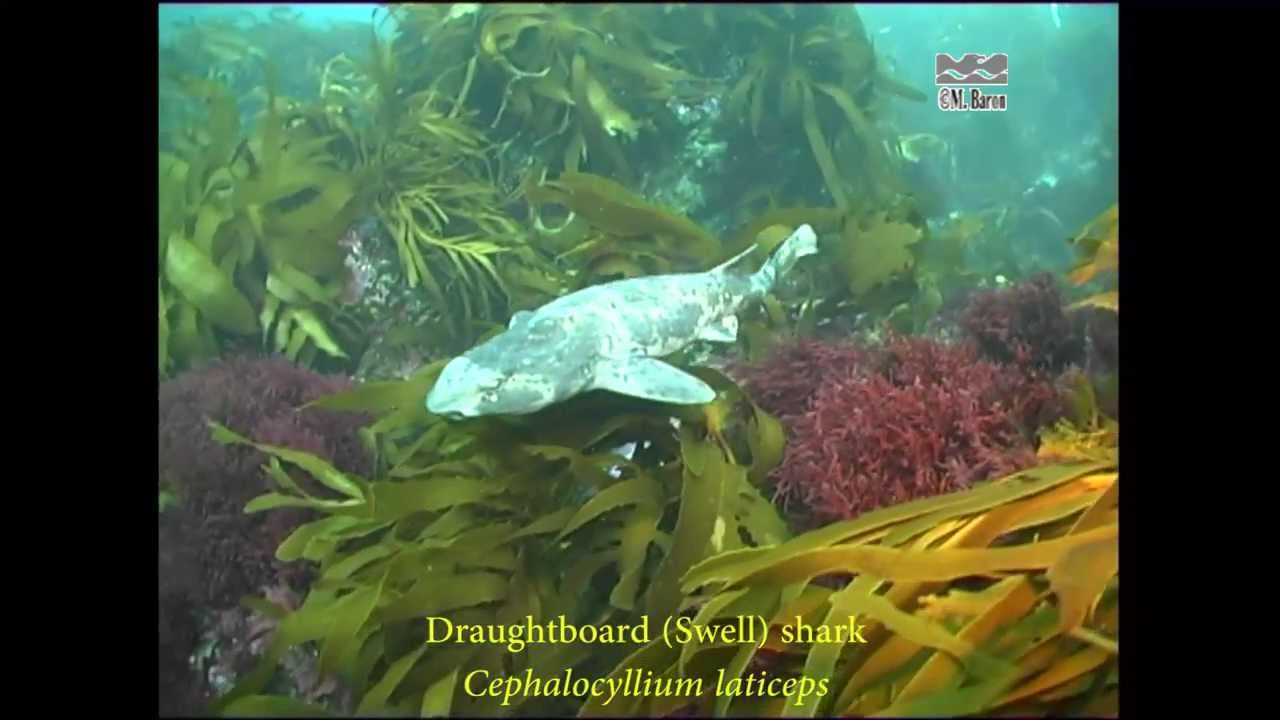 PDF] Egg cases of the graytail skate Bathyraja griseocauda and the cuphead  skate Bathyraja scaphiops from the south-west Atlantic Ocean. | Semantic  Scholar