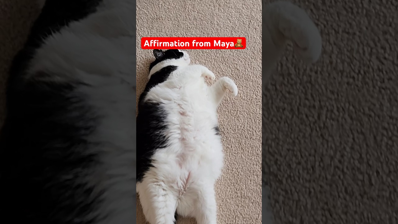 Pawsitive vibes from Maya 🐾 