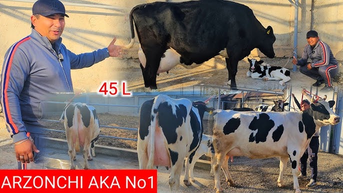 Ayol sikni boshashguncha silkitadi (porno)