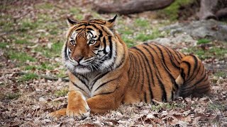 Did You Imagine A Tiger 🐯  Meowing Like A Kitty ? by CutieCats 721 views 3 years ago 48 seconds
