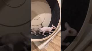 Котята играют в беговом колесе