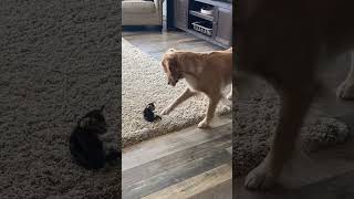 Doggo Meets Kitten #shorts