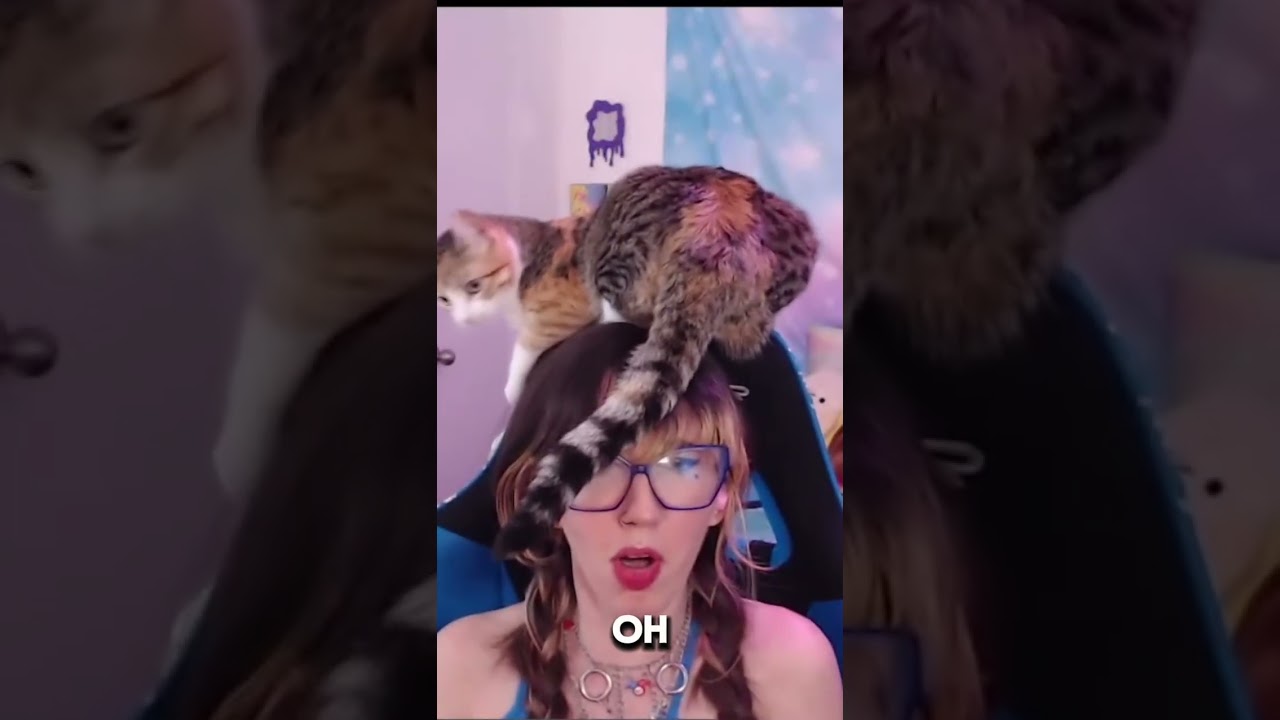 If she fits, she sits i guess 😳 #cat #catshorts #streamer - YouTube