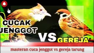 Masteran cucak jenggot VS Gereja tarung