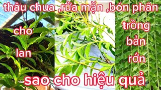 Xử lý nước vôi ,bón phân cho lan thân thòng trồng  trên bảng rớn.