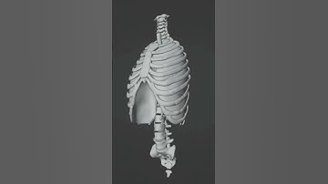 wip of lungs breathing animation for educational content. #blender #b3d #3danimation #3d