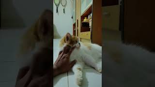 Veronika ko #imut #cat #kucing #kucinglucu #veronica