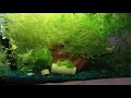LOCAL FISH STORE TOUR!!!