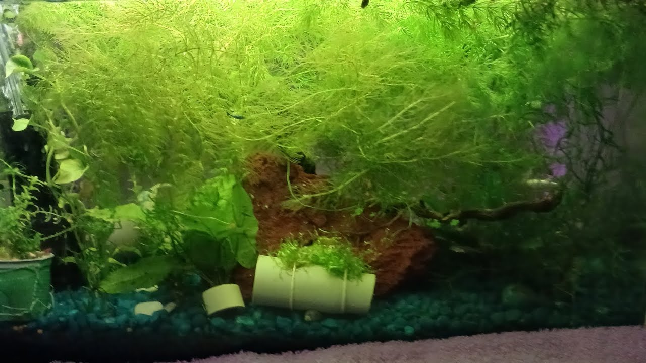 LOCAL FISH STORE TOUR!!!