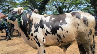 15 million!! Pegon Marlboro at a bargain price!! Jatirogo Cattle Market