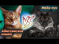 Мейн-кун или абиссинская кошка? Какую породу выбрать? Рассказывает заводчик этих двух чудесных пород