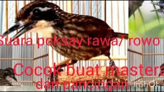 Download lagu Suara poksay rawa,buat pancingan kacer bahan,