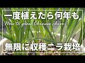 【ベランダ菜園】初心者におススメ!ニラは丈夫で無限に育つ!|コスパ最強ニラの無限栽培|How to grow Chinese chives