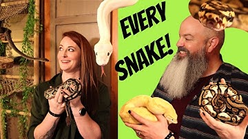 Complete Python Tour: All my snakes in one video!