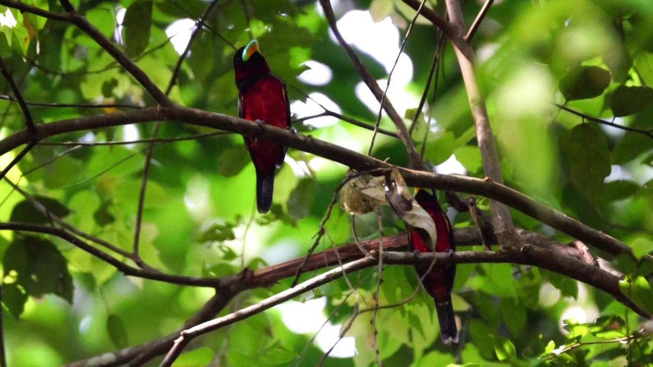 Black-and-Red Broadbill นกพญาปากกว้างท้องแดง 