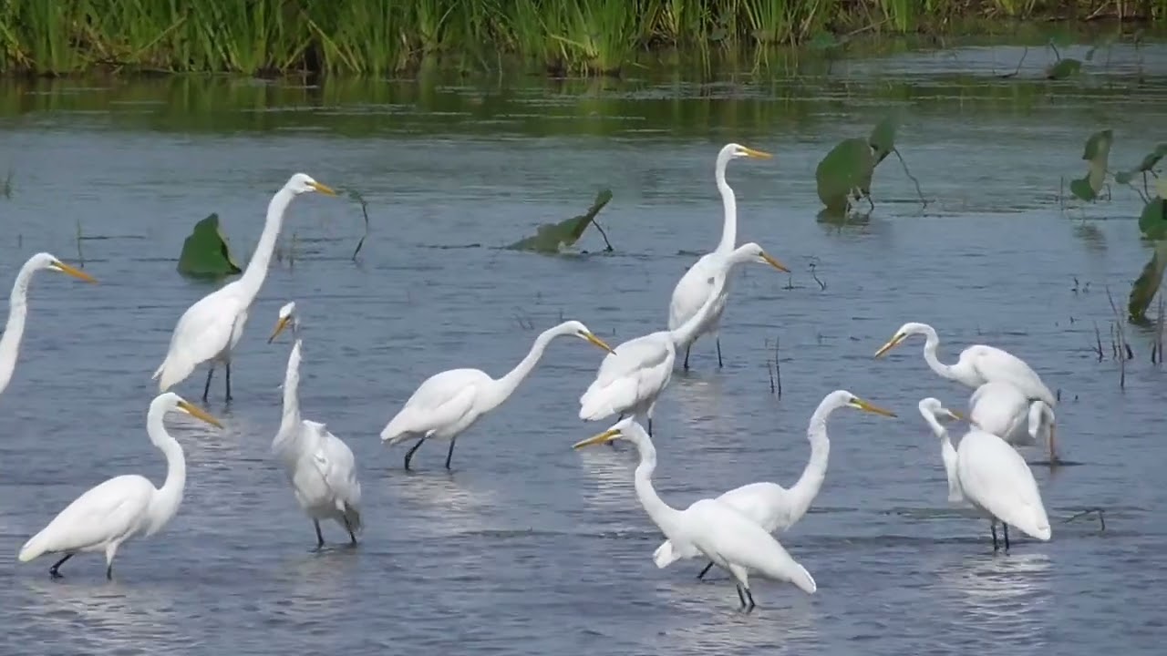 GREAT EGRETS FEEDING
