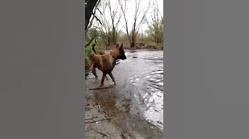 Welcher Hund kann gut schwimmen?