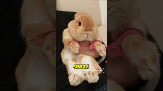 A Clumsy Rabbit YouTube Trending Pets and Animals Videos in Ci fi and fantasy today