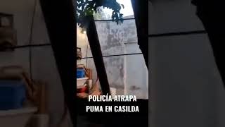 Un #puma en la ciudad fue atrapado por la Policía de Casilda y puesto a salvo.