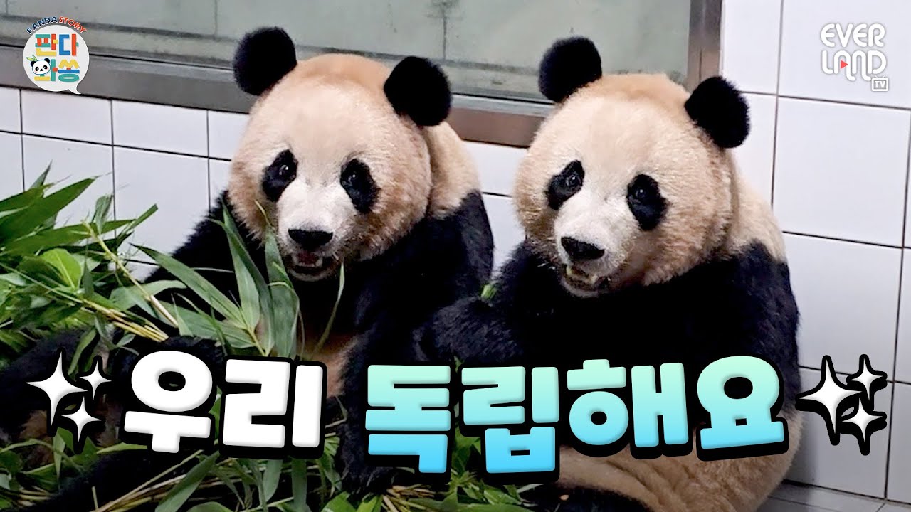 [ENG]루이후이의 마지막 판월 퇴근 모습 담긴 오늘의 판다와쏭!｜#판다와쏭 #223