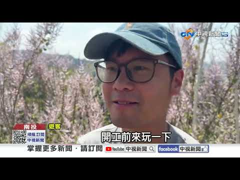 日月潭水煙奇景美如仙境 8千坪粉紫花海大爆發│中視新聞 20260224"