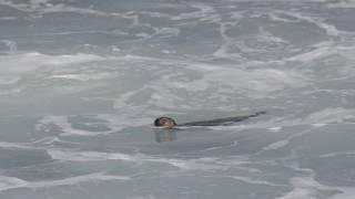 Chungungo - Lontra Felina