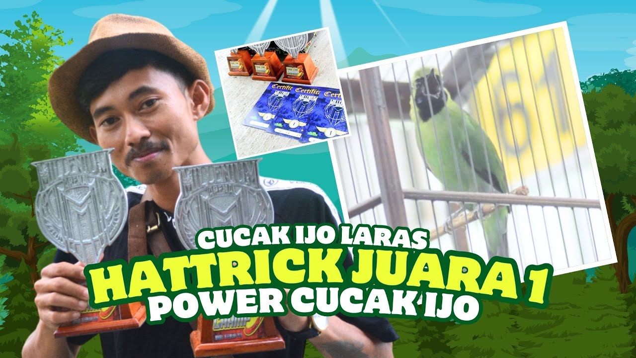 [CI LARAS] Power Cucak Ijo Laras CAK IJO SET BP cucak ijo hattrick juara 1 TENAGA CUCAK IJO  HoBi ID