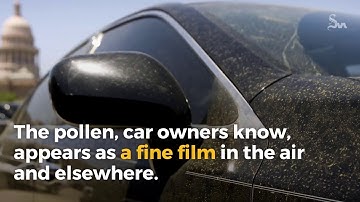 Your nose knows: oak pollen counts are up in Austin