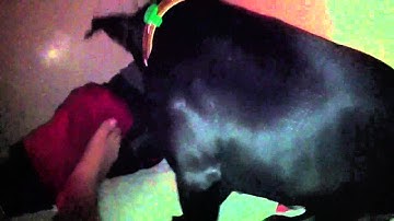 Coastal carpet python feeding part 2