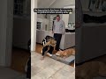 A clingy dog #funny #pets #pets #animals #fyp #dog #dogshorts