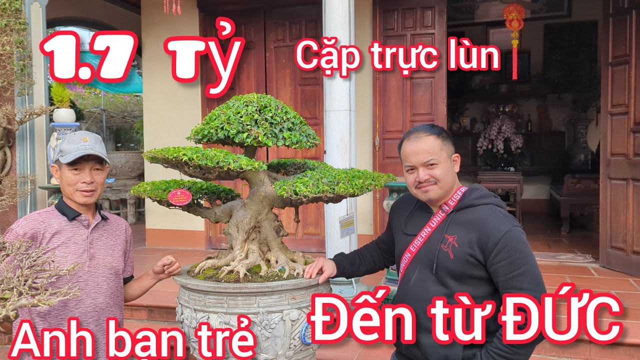 Đón tiếp khách từ ĐỨC VỀ Việt Nam nghệ nhân chia sẻ đôi trực lùn 1.7 tỷ và số tiền khủng mua cây cổ 