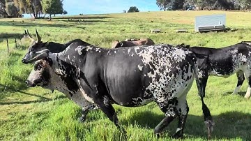 "Benevolent Neglect". Micro vs Macro Welfare