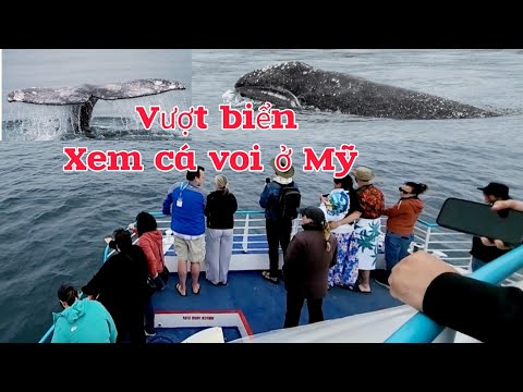 Video: Cách Đi Ngắm Cá Voi ở Bãi Dài, San Pedro, hoặc Los Angeles