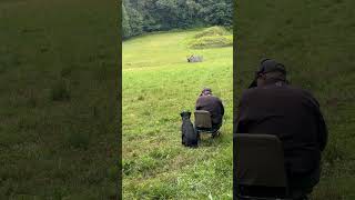 Download Lagu Layla - mama/papa duck marks #ottertailkennels #retrievertraining #huntingdogtraining MP3