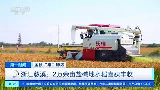 [第一时间]金秋“丰”味浓 浙江慈溪：2万余亩盐碱地水稻喜获丰收 |  财经风云