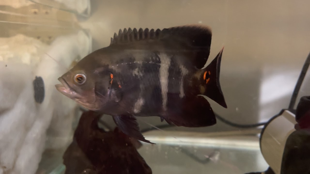 Tiger Oscar Growth Video from 1inch to 6 Months YouTube