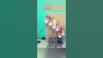 Funny trap | Mouse trap🤣😂😋 #shorts #viral #short #mouse  #youtube #youtube #youtubeshorts