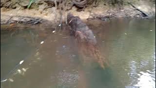 MENJARING IKAN WADER/SALUANG DI SPOT NENEK MOYANG