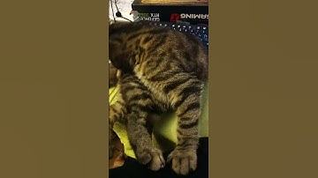 Мурчик новый вид клавиатуры #Shorts