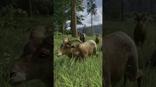 The Bighorn Sheep in Rangers Path 🐏