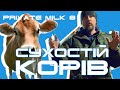 Запуск корів на сухостій | Private Milk | Травецький