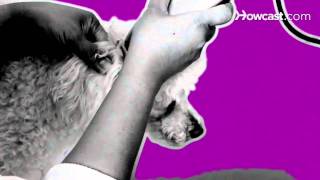 How to Give Your Dog a Haircut with Clippers