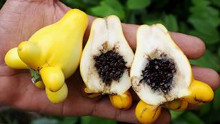 Agricultural Technology Surprise : Solanum Mammosum - Strange Fruits