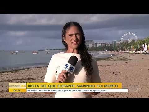 Elefante-marinho “Leôncio” é encontrado morto em Jequiá da Praia - 02/04/2026