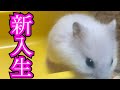 雪見だいふくが家族になりました