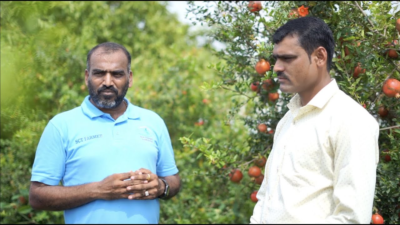 कोरानातून पुनर्जन्म झालेल्या डाळिंब शेतकऱ्याची 