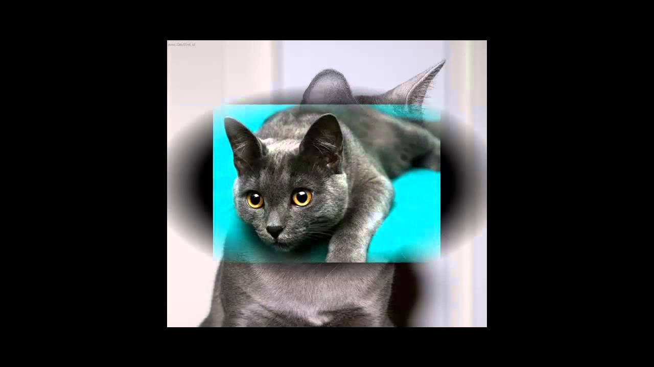 корат (кошка)