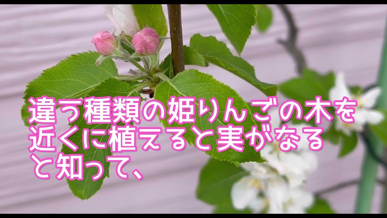 姫りんご育て方 素人ガーデニング 小さな庭 姫リンゴ Youtube